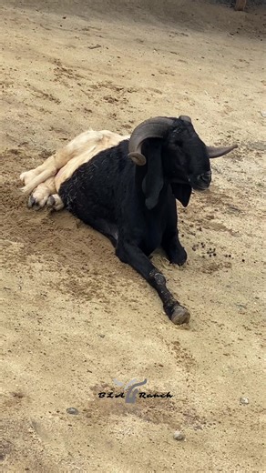 Chill Time: Relaxing Sheep Videos To Brighten Your Day