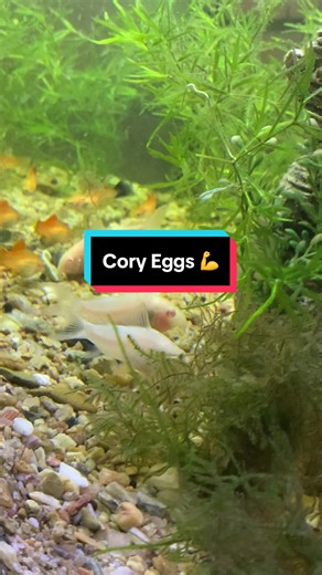 Cory Eggs: Exciting Milestone in Fish Breeding! 🐟🥚