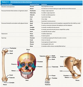 Anatomy Quiz: Bone Markings