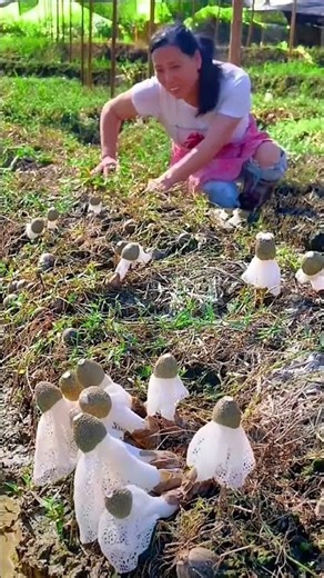 Mushroom cultivation process