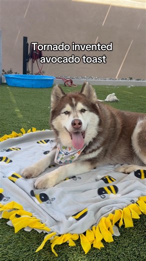 Our pets are talented to say the least! Browse our available pets at sdhumane.org/pets. #NationalDogWeek | San Diego Humane Society