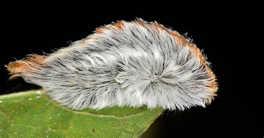 Caterpillar toxin could 'punch holes' in cancer cells for future therapies
