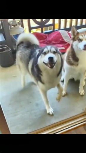 🤣 Funny Dog memes of 2022 ✌😁 Fun things try not to laugh 😂 Cute animals #funny #animals #dog #dogsoftiktok #doglover #funnydog #funnyanimals #doggo