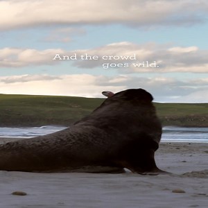 You should see how wild things get during a game of nude rugby. The wild-life capital of New Zealand, indeed. | Dunedin NZ