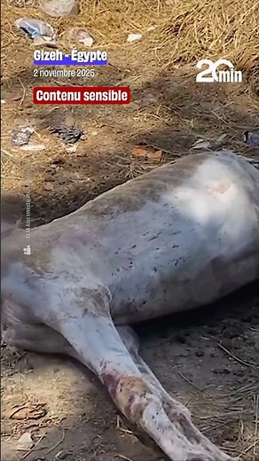 Des chevaux morts autour des pyramides de Gizeh