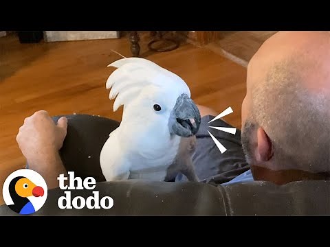 Cockatoo Runs To Dad When He Comes Home From Work Every Day | The Dodo