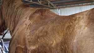 Sweat marks are a crucial indicator of your saddle's fit. Don't overlook this critical step in ensuring your horse's comfort and performance. Check out our video to learn what to look for! Reach out to a brand rep in your area or attend one of our upcoming events to learn more. #saddlefitting #BurnsSaddle #CustomSaddle #BarrelSaddle #RopeSaddle #WesternSaddles | Burns Saddlery
