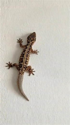 House Lizard with Second Tail🐊 #shorts #lizards #geckos