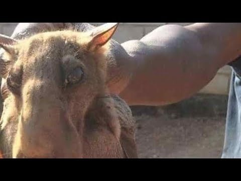 5 REAL Chupacabras Caught on Video and Seen in Real Life - 2019