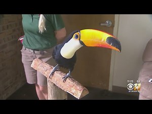Wild Wednesday: Toco Toucan
