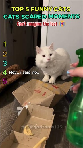 CATS SCARED MOMENTS 😱 | Top 5 Funniest Cat Jump Reactions #shorts