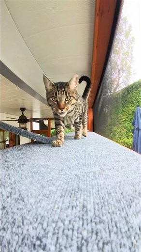 Gorgeous Screened-in Patio Catio! #cat #catio #screenedporch