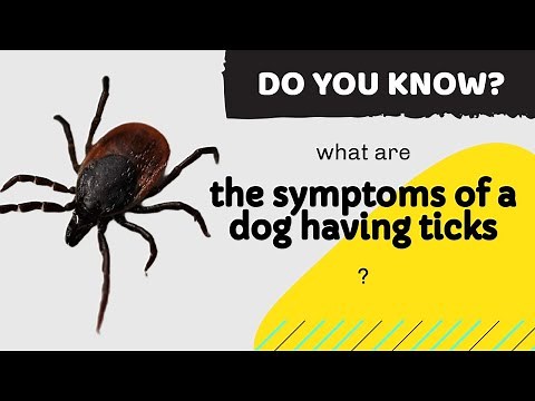 What are The Symptoms of a Dog Having Ticks? | How to Know If Dog Has Ticks?