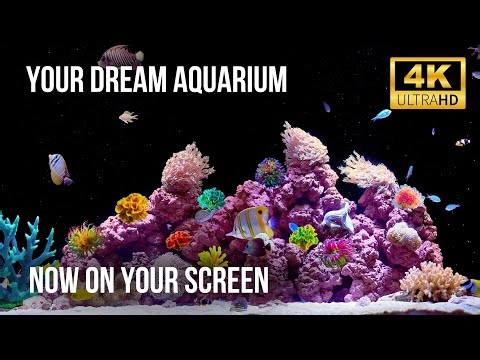 🐟 Real-Time Live Aquarium 4K | Gentle Flowing Water & Serene Reef Life