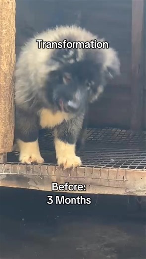 Amazing Puppy Transformation: From 3 to 11 Months