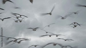 A flock of flying birds flapping their wings and soaring in the air against the background of a gray cloudy sky. Chaotic bird movement with selective focus