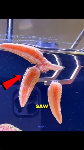 One Arm Became A Whole Starfish