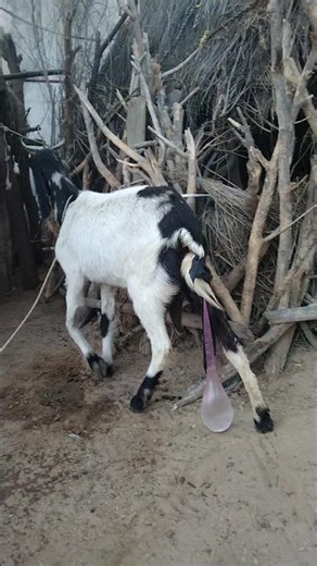 A goat is cooling off with a balloon behind it.