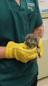 This young eastern screech owl is FEISTY, and that is just the way we like our raptor patients. When birds of all stages of life, but especially young ones, come into our care, we hope to see a little fight in them. As you can see in this video, the young eastern screech owl is not afraid to defend itself from the humans that are handling them with great care. This little one is wearing a wrap that helps keep the bird's wings restrained, and limit’s the bird’s ability to move so we can get an ac