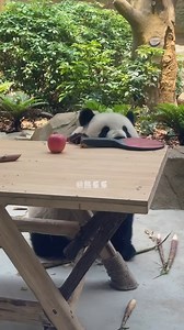 Giant #panda Beichen in S #China's Chengdu quietly climbed onto the '#pingpong table' and, ate the 'ping-pong ball' specially made for him. 🤣🤣🤣 （Credit: Weibo user @熊乐乐）#giantpanda #cute | Shanghai Daily 上海日报