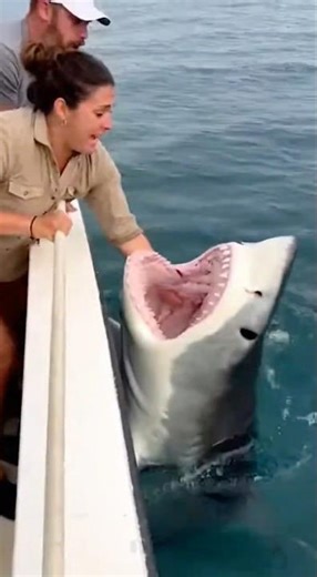 Giant Tiger Shark Bites Woman’s Hand Beside Boat