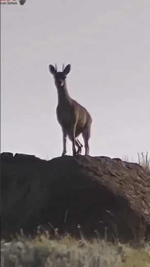 Quiet Woods & Deer Movement 🦌 | Nature Video