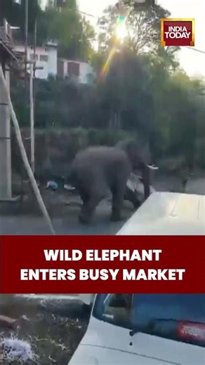 Viral Elephant Video Leaves Internet Stunned as Wild Elephant Roams Through Market in Broad Daylight