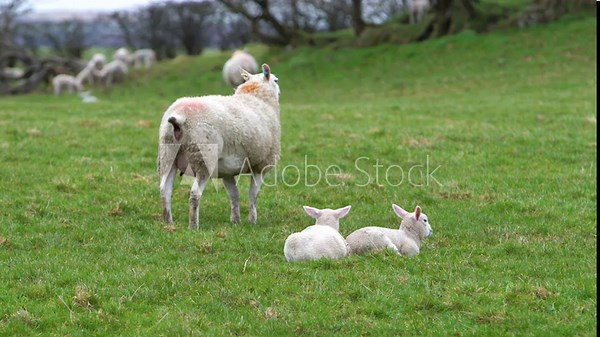 Baby Lambs Sitting And Sheep Pooping On A Grass Field On A Farm