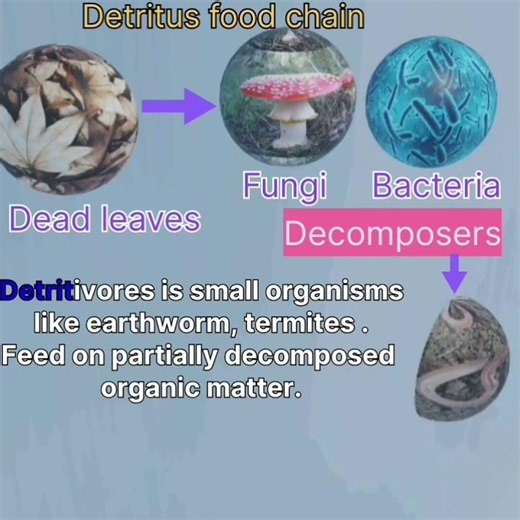 Detritus food chain | uptgt biology| kvs pgt biology |