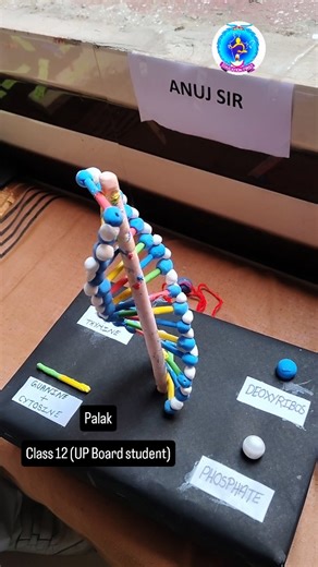official spdic on Instagram: "🔬 Working Model of DNA | Class 12 | Palak (UP Board) “Understanding the structure of life, one model at a time!”"