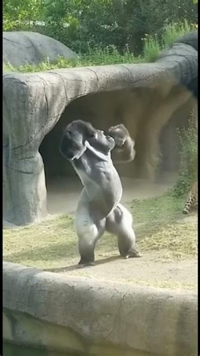 Gorilla vs Jaguar: Who Wins? 🦍⚡