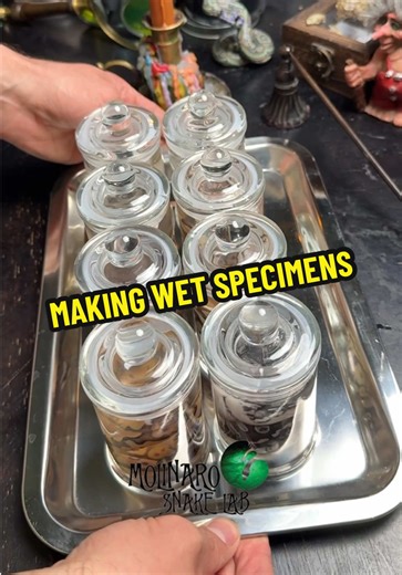 My wet specimens are created to give them a second life as tools for education and science. #molinarosnakelab #fyp #oddities #science #odditiesandcuriodities