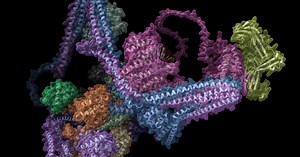 First map of "Commander complex" could help fight diseases, dementia