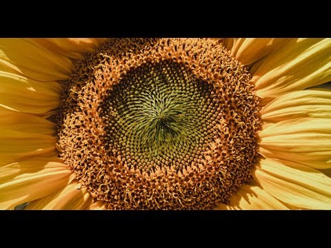 2 hours of Loon.wav. sounds