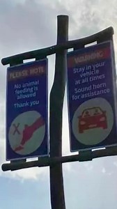 The Safari Drive is one of the main attractions at the Worcestershire-based safari park, comprising a four-mile route through various animal enclosures that visitors follow in their cars. | Birmingham Live