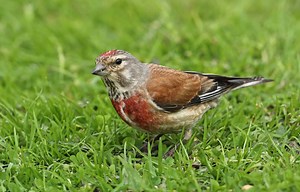 Linnet