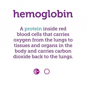1.8K views · 48 reactions | Where does hemoglobin carry oxygen in the body? Watch today's words to know video and learn more. https://www.cancer.gov/publications/dictionaries/cancer-terms/def/hemoglobin | National Cancer Institute | Facebook