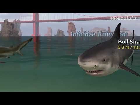 The World's Largest Sharks: A Size Comparison