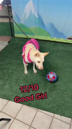 Ranking dogs catching treats