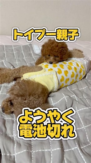 起きてるとうるさいけど、寝ると起こしたくなる🫨笑。#toypoodle #トイプードル親子 #トイプードル子犬 #多頭飼い #犬あるある