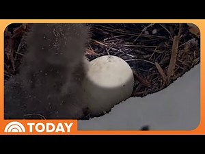See the moment viral eagle couple’s third egg starts hatching