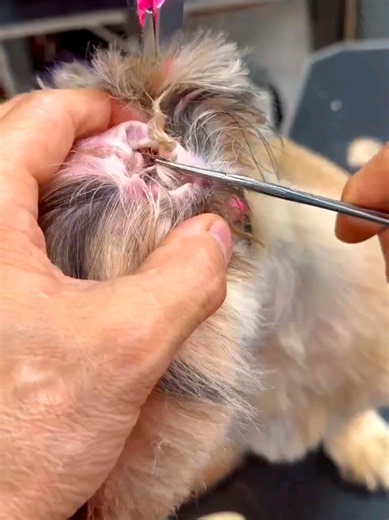 Why ear plucking? Less moisture, less infection, better hearing & easier cleaning! Performed by a professional groomer. Enjoy 30% off at www.petsome.co with coupon code TEQXNXBI ✨#petlovers #petgrooming #petlife #petcare #pet