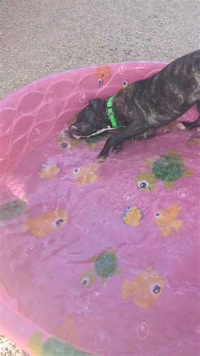 Tomorrow, adopt a dog for free and get a pool party prize! Who are you taking home? | Pima Animal Care Center