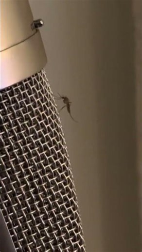 The fly is buzzing like it’s singing #shorts#viral#trending#funny#comedy#action#adventure#shortvideo