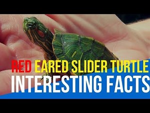 Complete Red-Eared Slider Turtle Care Guide | Habitat, Feeding, and Health Tips 🐢🥰