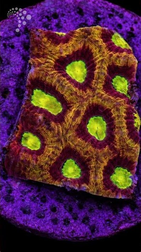 Do you want to start a reef tank?
