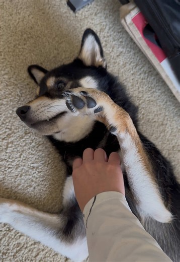 Understanding Shiba Inu Behavior and Dominance