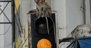 How monkey research survived Hurricane Maria