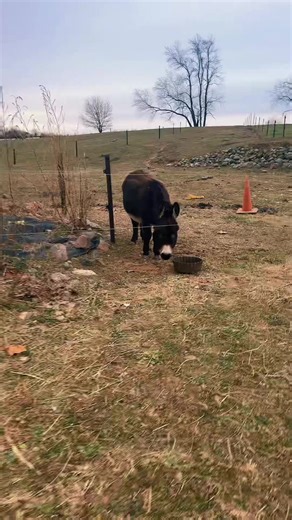 Henry's Breakfast Routine: A Morning at the Farm