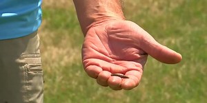 Army worm invasion causing lawn and crop damage across Tri-State